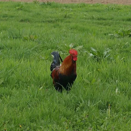 Pokoje Roznow Guest house